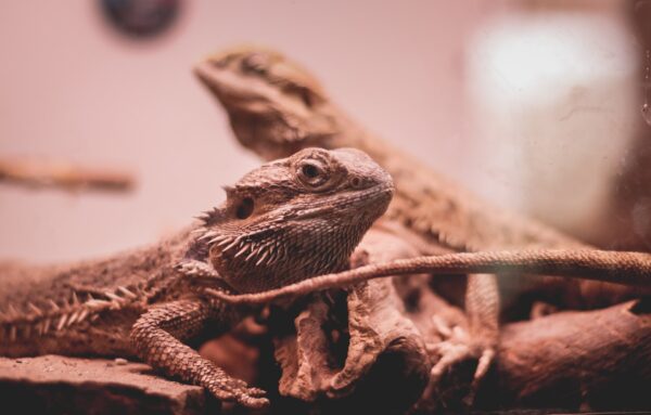 kristijan-arsov-swQPaEX-67E-unsplash